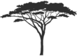 Gomme d'acacia